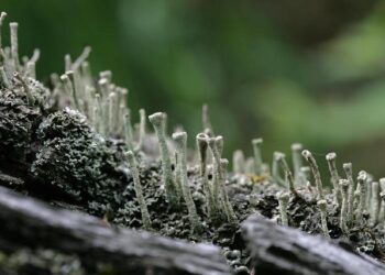 The HR Gardener’s Handbook: Why Your Company Isn’t a Machine to be Fixed, but an Ecosystem to be Cultivated