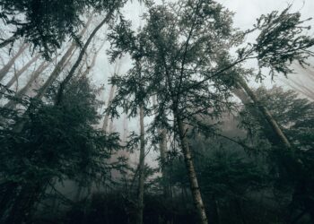 The Barren Forest: How I Stopped ‘Forcing’ Inspiration and Learned to Cultivate My Own Wood Wide Web of Ideas