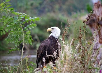 The Mycelial Organization: Cultivating a Thriving Feedback Ecosystem