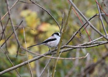 The Wood-Wide Web of Work: A Survival Guide to the 2025 Job Market