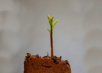 Beyond the Grind: Why Your Personal Growth Isn’t a Machine to Build, But an Ecosystem to Cultivate