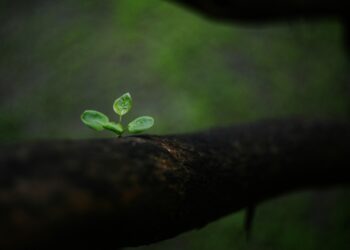 Beyond the Checklist: Why I Burned My Old Development Plan and Built a Personal Growth Ecosystem Instead