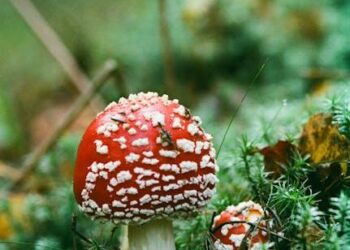 Beyond Willpower: I Failed at Habits Until I Understood I Wasn’t a Machine, But an Ecosystem