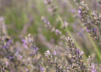 The Unraveling: A Journey Through Paxil, Withdrawal, and the Fight to Feel Again