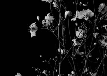 The Black Box of the Soul: A Forensic Guide to Emily Dickinson’s Poems on Death