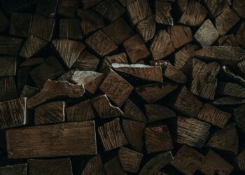 The Wood Wide Web of Grace: Finding My Gift in the Unseen Network