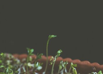 The Leader as a Gardener: Cultivating a Thriving Organization and Harvesting Extraordinary Returns