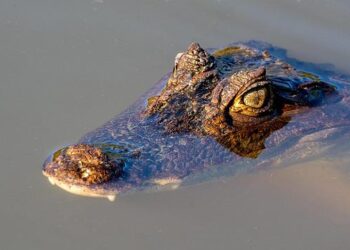 The Pura Vida Paradox: How We Escaped the All-Inclusive Trap and Found the Perfect Family Vacation in Costa Rica