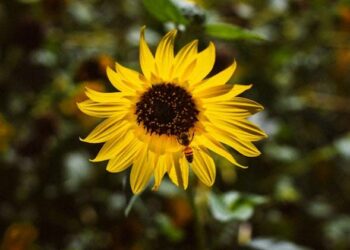 The Green-Thumb Myth: I Killed a Hundred Plants So You Don’t Have To. A New Gardener’s Guide to Thinking Like a CEO.