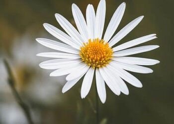 The Un-Tended Garden: How I Learned to Cultivate Strength, Not Just Chase Results