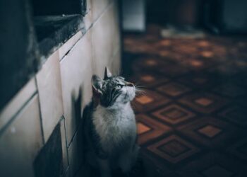 Your Home Is an Ecosystem: A New Paradigm for Solving Aggression Between Cats