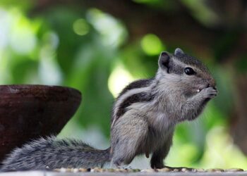 Tending the Human Garden: An Analysis of the Modern Behavioral Therapist