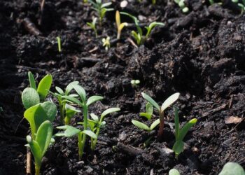 The Soil and the Seed: A New Science for Uprooting the Beliefs That Limit You