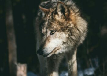 The Lone Wolf is a Myth: A 15-Year Fitness Vet’s Unlikely Epiphany in a Michelin-Star Kitchen