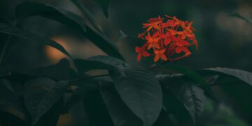 The Garden and the Machine: A New Paradigm for Learning & Development Expertise