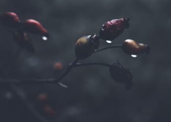 The Blueprint of Feeling: How I Stopped Fearing Poetic Rules and Learned to Build Worlds with Words