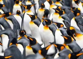 Beyond the Friend Count: Why Your Social Life Isn’t a Portfolio, It’s an Ecosystem