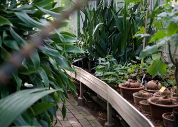 The Gardener and the Blueprint: How I Stopped Trying to Fix My Child and Learned to Cultivate Our Family’s Ecosystem